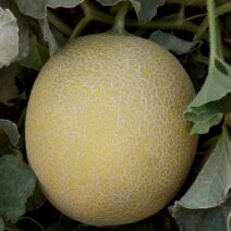 Melon
