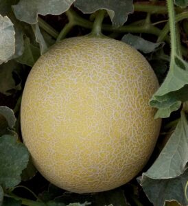 Melon