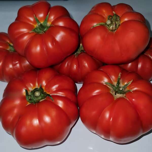 PATROL F