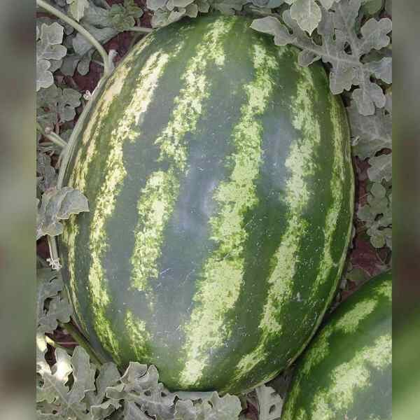 YALDA F1